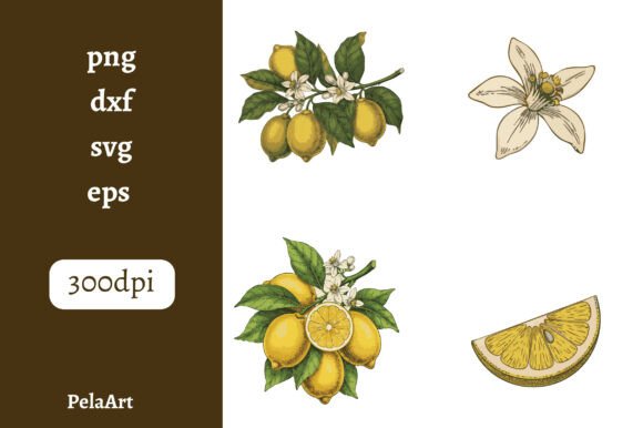 Download Vintage Colored Lemon Illustrations - Red Collection